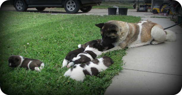 Denali & pups