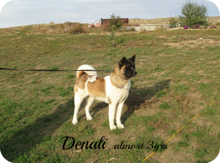 Denali