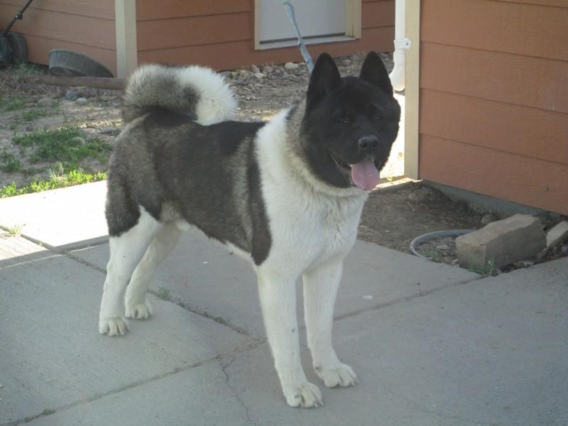 Akita dog